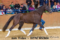 Lucia v Heidbergs Nancho Nova ad Lambada Maior Domus Trab 1 SBA Alsfeld 26.04.2013