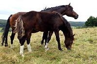 aktuelles201438