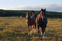 aktuelles201522 aktuelles201522