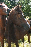aktuelles201526 aktuelles201526