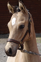akutelles201629