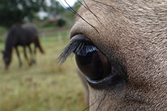 akutelles201637