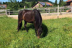 aktuelles201719