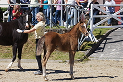 aktuelles201725 aktuelles201725
