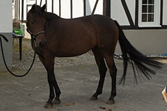 aktuelles201745