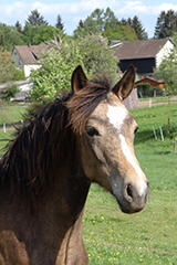 aktuelles201813