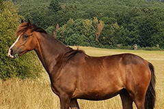aktuelles201821