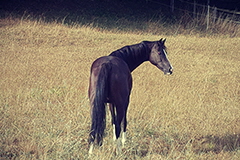 aktuelles201825